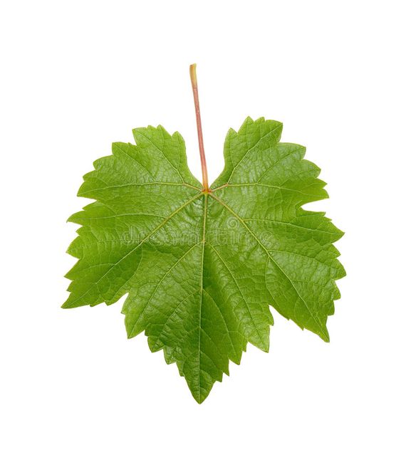 Grape Leaves