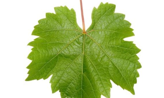 Grape Leaves