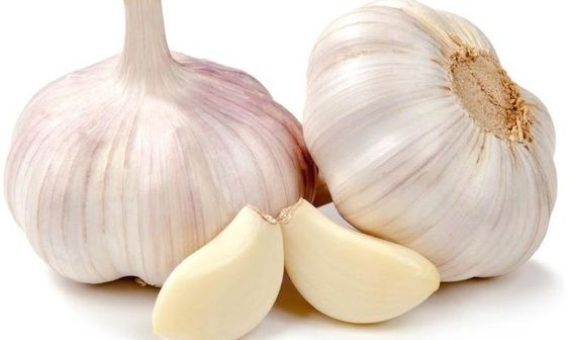 garlic